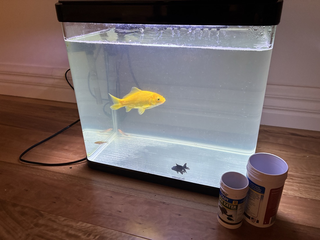 Where it all started — the real tank, the real fish, food tins and all.